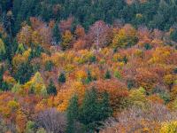 Herbstliche Farbexplosion im Bergwald